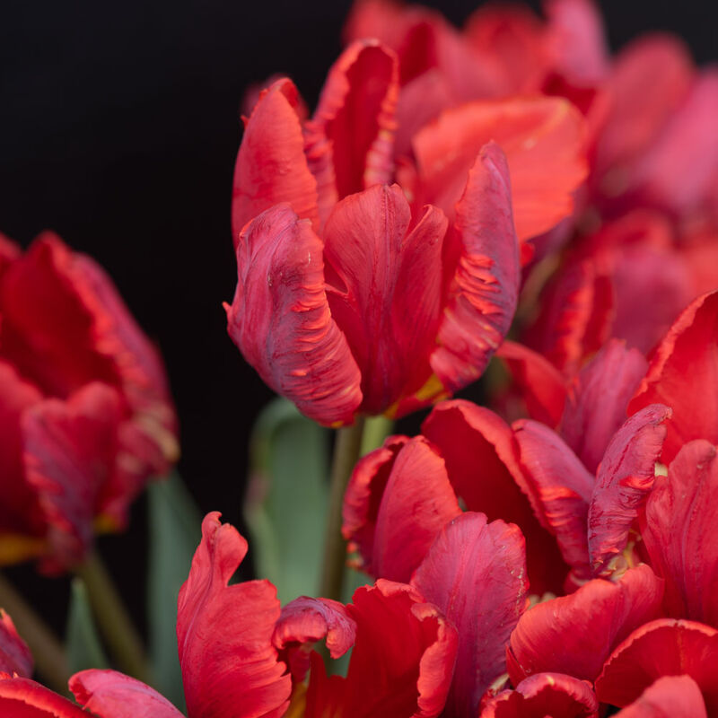 Rococo Tulips