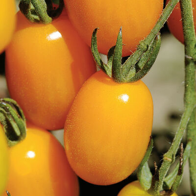 Golden Sweet Grape Tomatoes