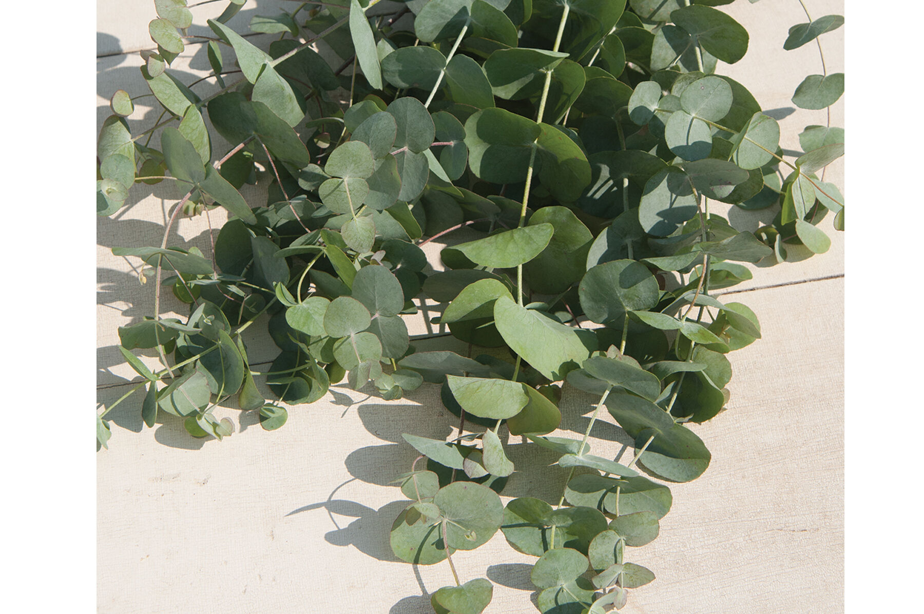 Silver Dollar Eucalyptus Seeds Johnny's Selected Seeds