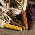 Miniature Colored Popcorn Dry Corn