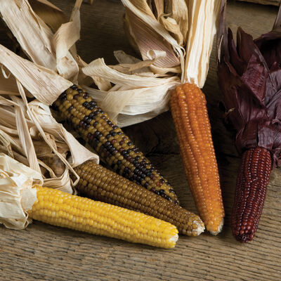 Miniature Colored Popcorn Dry Corn