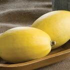 Pinnacle Winter Squash