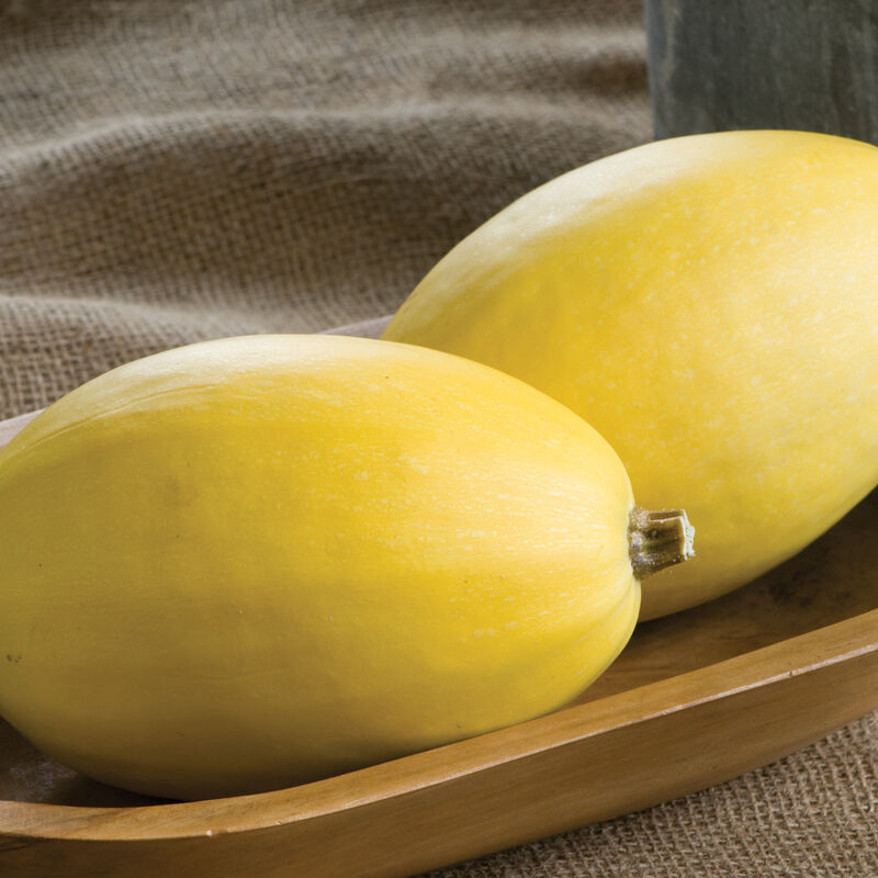 Pinnacle Winter Squash