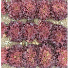Brentwood One-Cut Lettuce