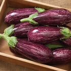 Angela Italian Eggplants