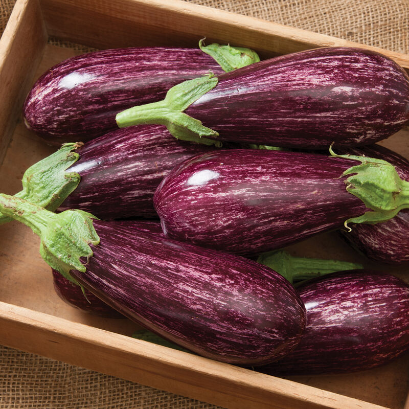 Angela Italian Eggplants