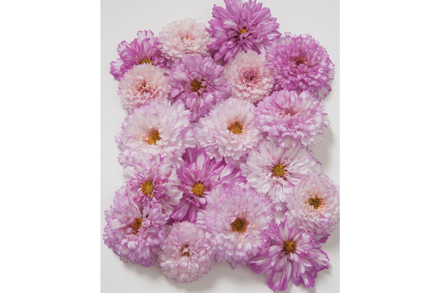 Double Click Bicolor Pink Cosmos