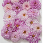 Double Click Bicolor Pink Double Click Bicolor Pink Cosmos