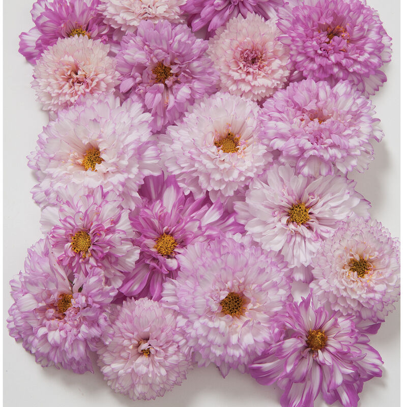 Double Click Bicolor Pink Double Click Bicolor Pink Cosmos
