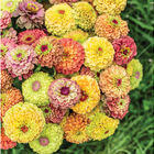 Queeny Formula Mix Zinnias