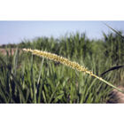 Hybrid Pearl Millet Hybrid Pearl Millet Millet