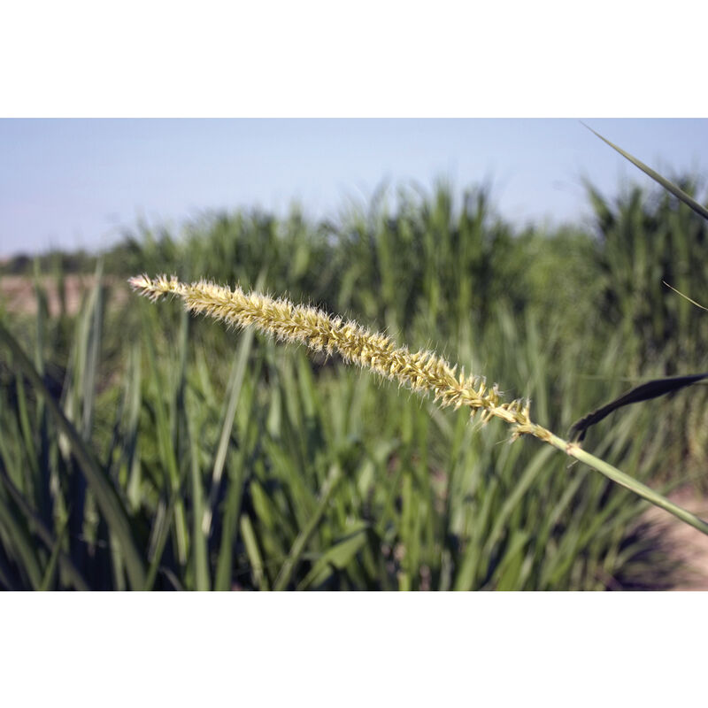 Hybrid Pearl Millet Millet