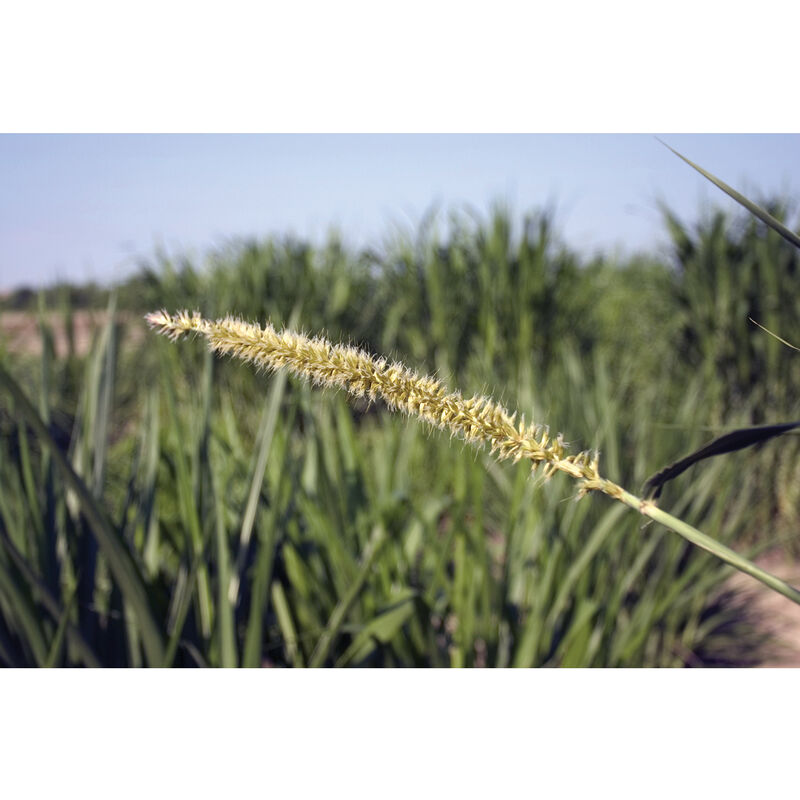 Hybrid Pearl Millet Hybrid Pearl Millet Millet