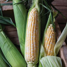 Bolt XR Sweet Corn