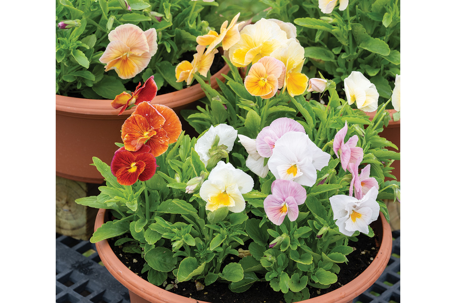 Badens アジアンフラワー Imperial™ Antique Shades - Viola (Pansy) Seed | Johnny's Selected
