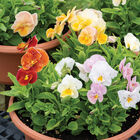 Imperial™ Antique Shades Viola (Pansy)
