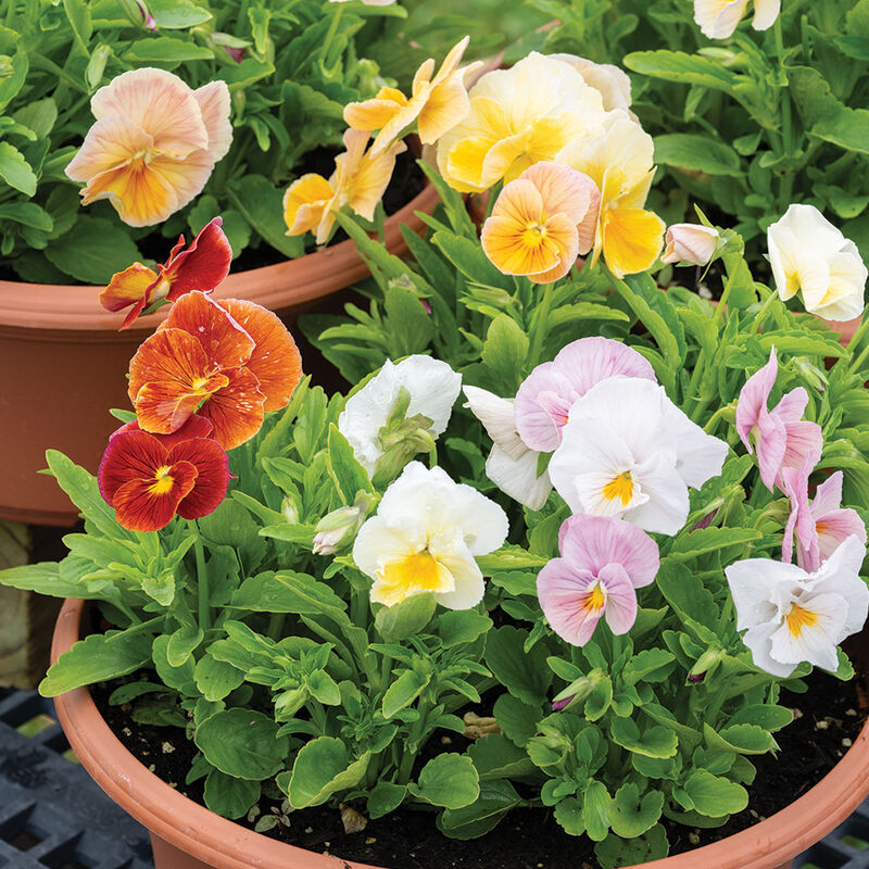 Imperial™ Antique Shades Viola (Pansy)