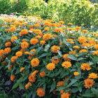 Double Zahara™ Bright Orange Zinnias