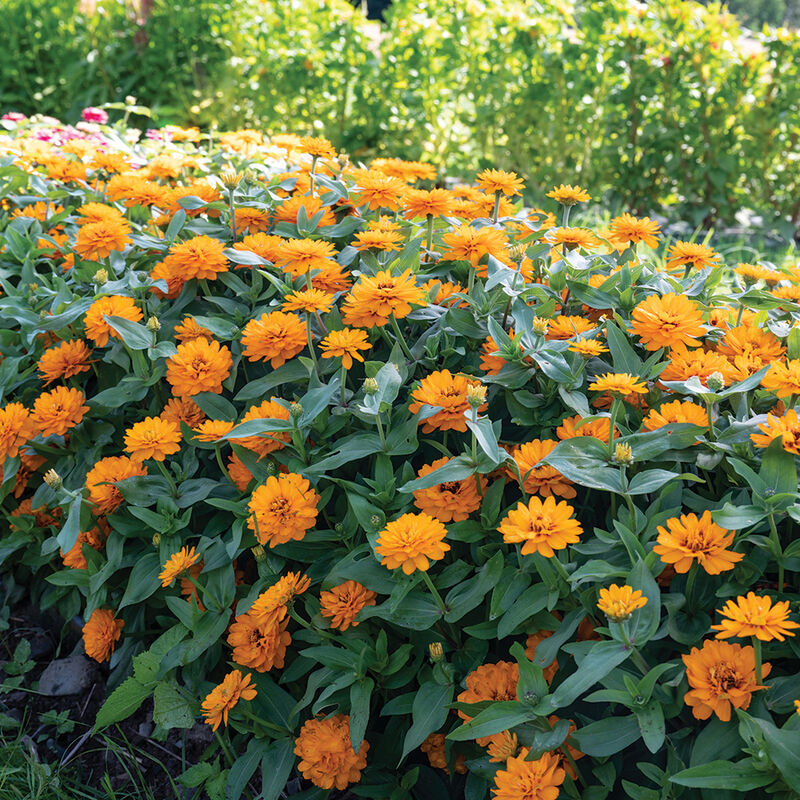 Double Zahara™ Bright Orange Zinnias