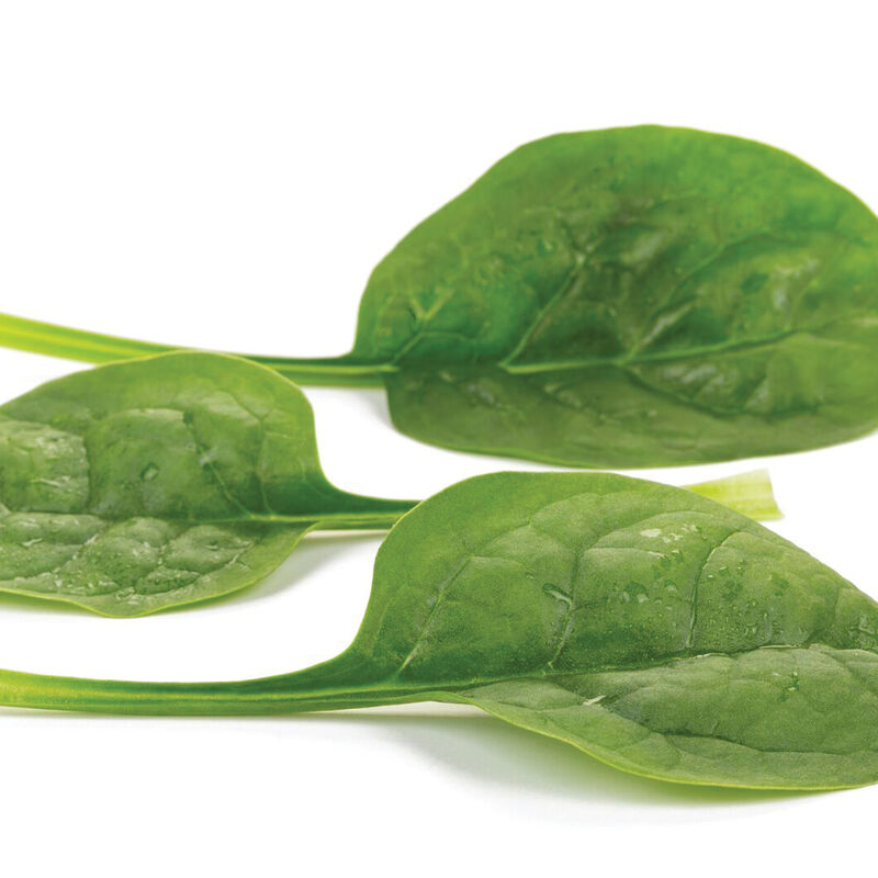 Tarsier (F1) Spinach Seed Johnny's Selected Seeds