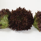 Salanova® Red Sweet Crisp Salanova® Lettuce