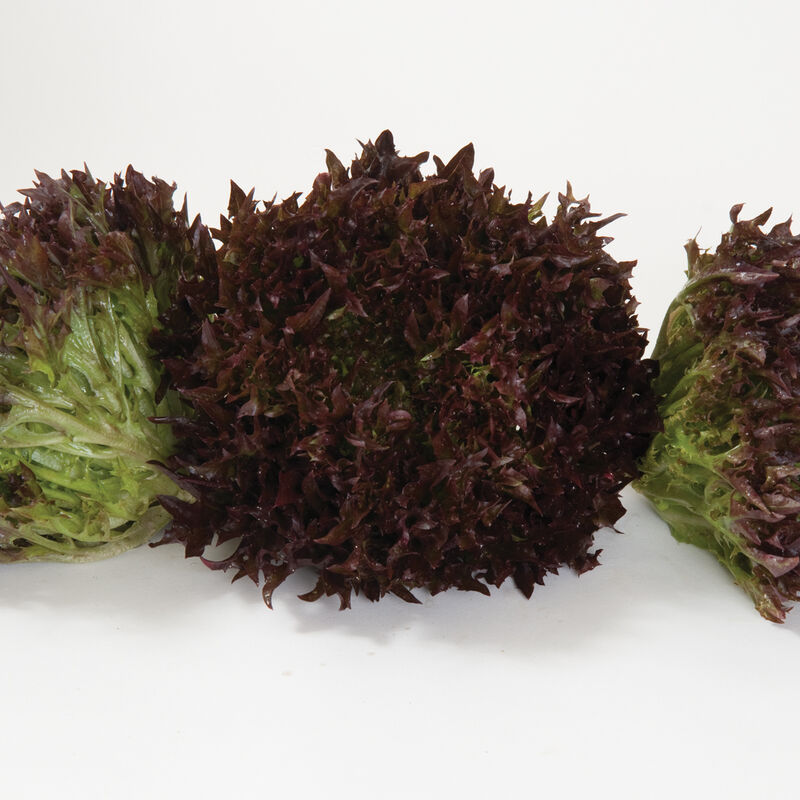 Salanova® Red Sweet Crisp Salanova® Lettuce