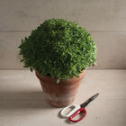 Spicy Bush Fine Leaf Basil