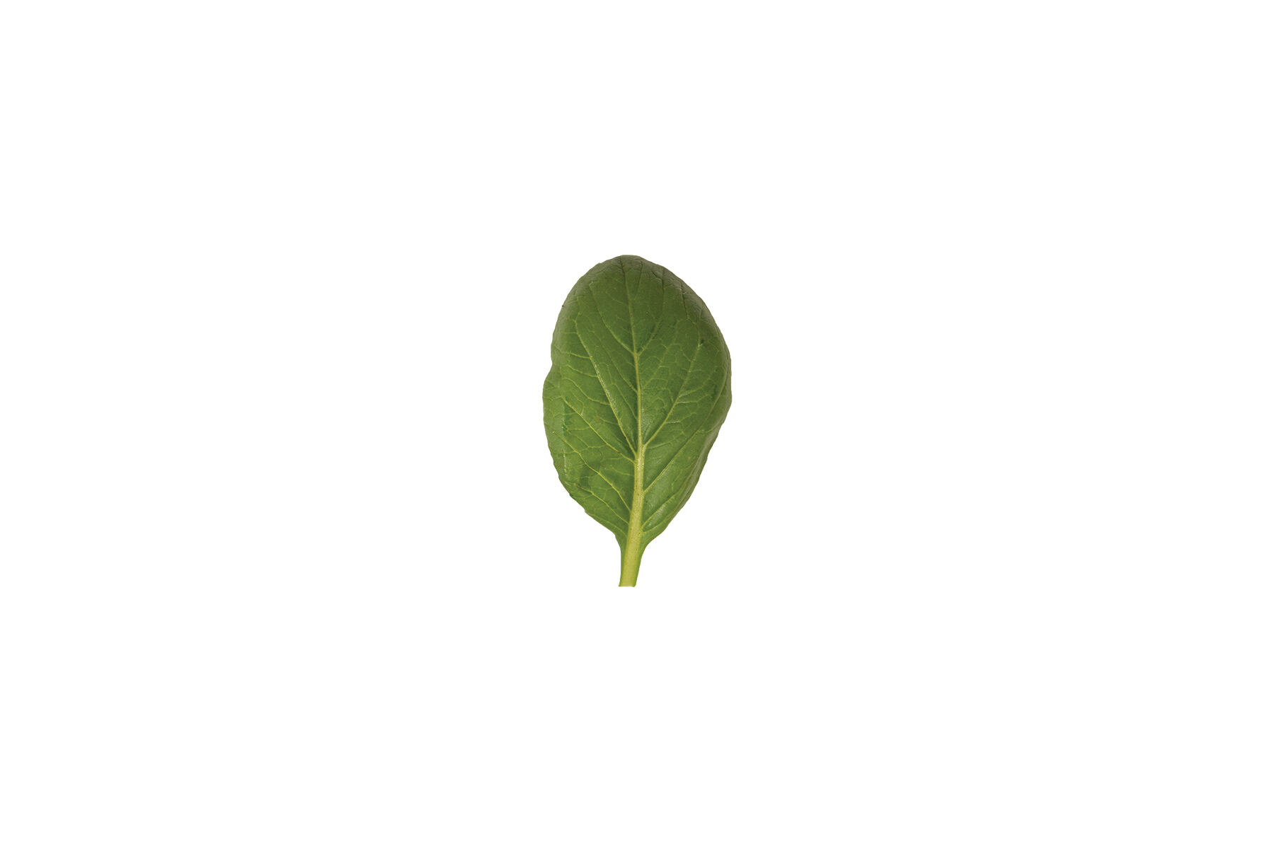 Green Giant (F1) - Komatsuna Seeds | Johnny's Selected Seeds