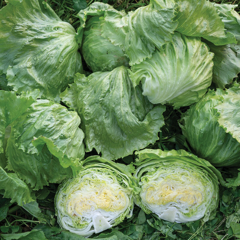 Pint Size Iceberg Lettuce