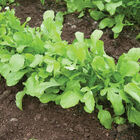 Arugula (Standard) Arugula (Roquette)