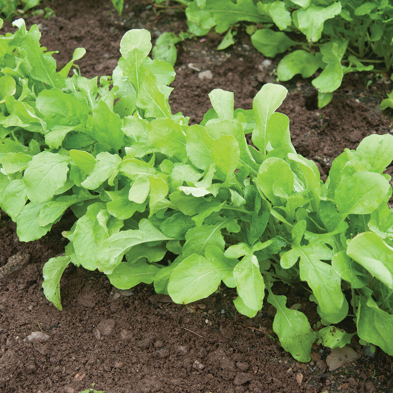 Roquette Lettuce Arugula Seeds - 100 Count Seed Pack - an Incredibly  Fast-Growing Cool Season Crop That adds a Fresh Spicy Kick to Salads and