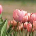 Salmon Van Eijk Tulips
