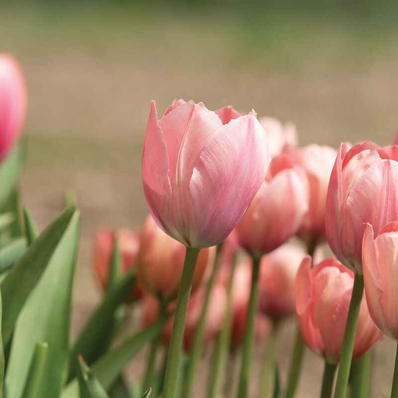 Salmon Van Eijk Tulips