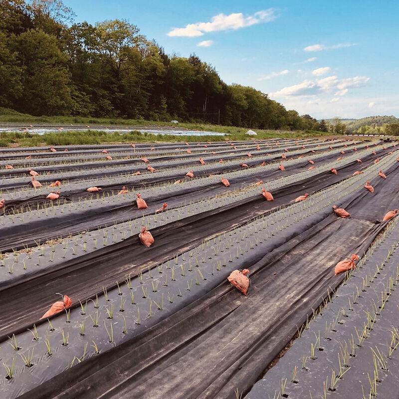 Black Weed Fabric – 4' x 820' Mulches and Weed Barrier