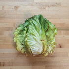 Giorgione Radicchio