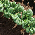 Koji Koji Asian Greens