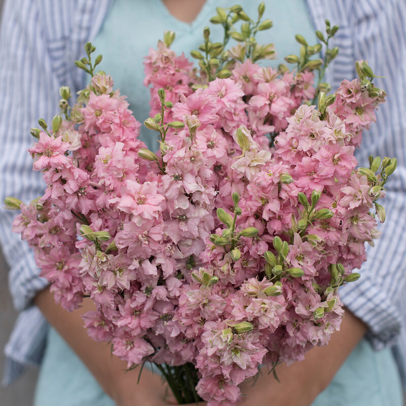 QIS™ Light Pink QIS™ Light Pink Larkspur