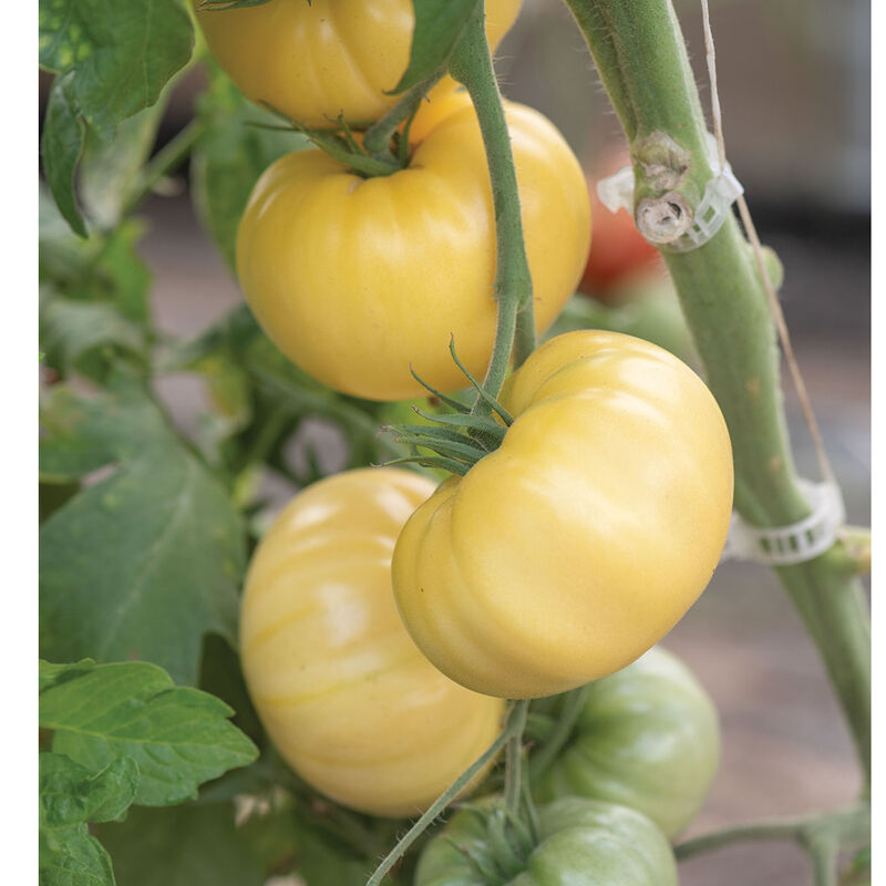 Marvori Specialty Tomatoes