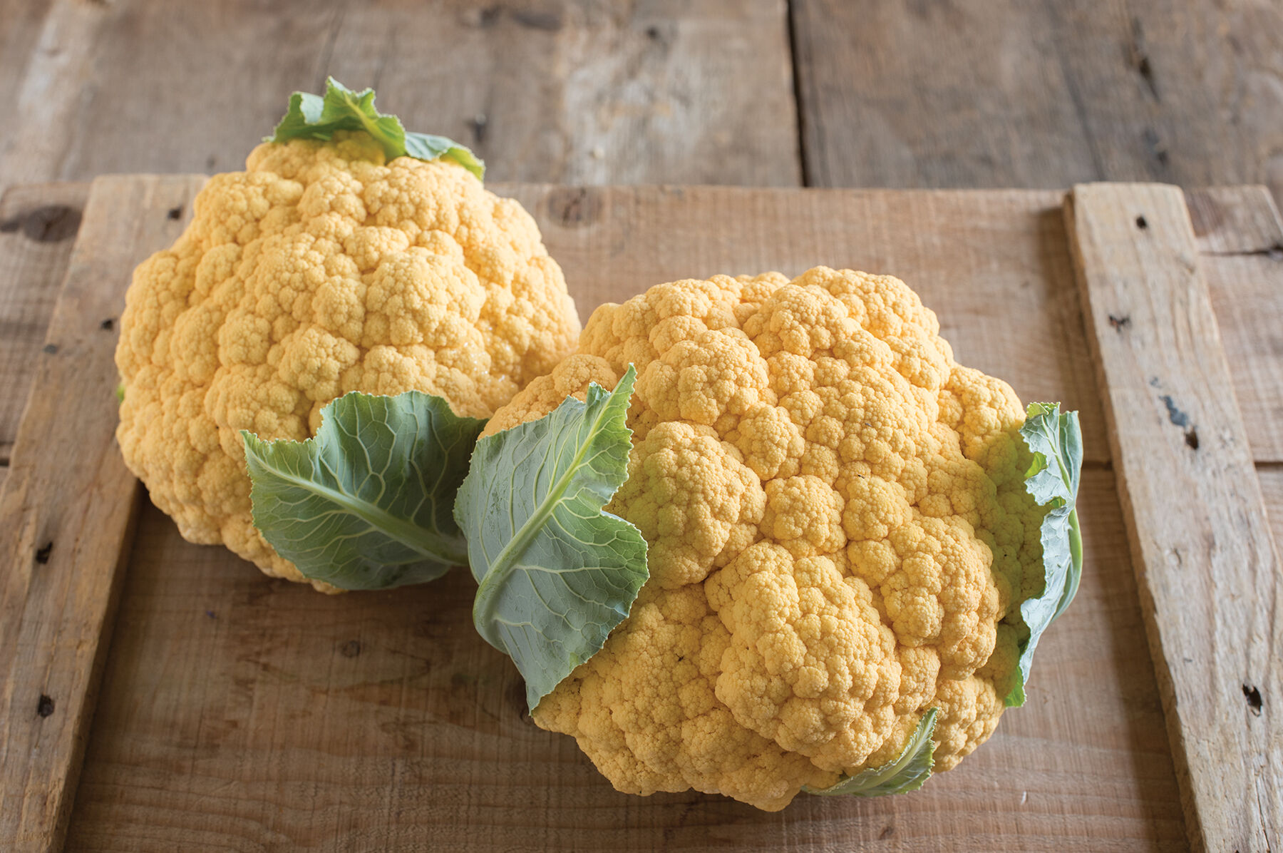 Flame Star Standard Cauliflower