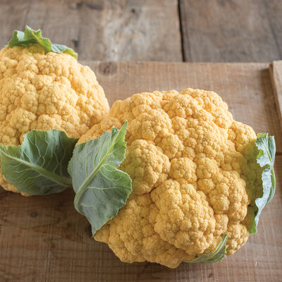 Flame Star Standard Cauliflower