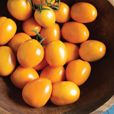 Sunrise Sauce Sunrise Sauce Paste Tomatoes