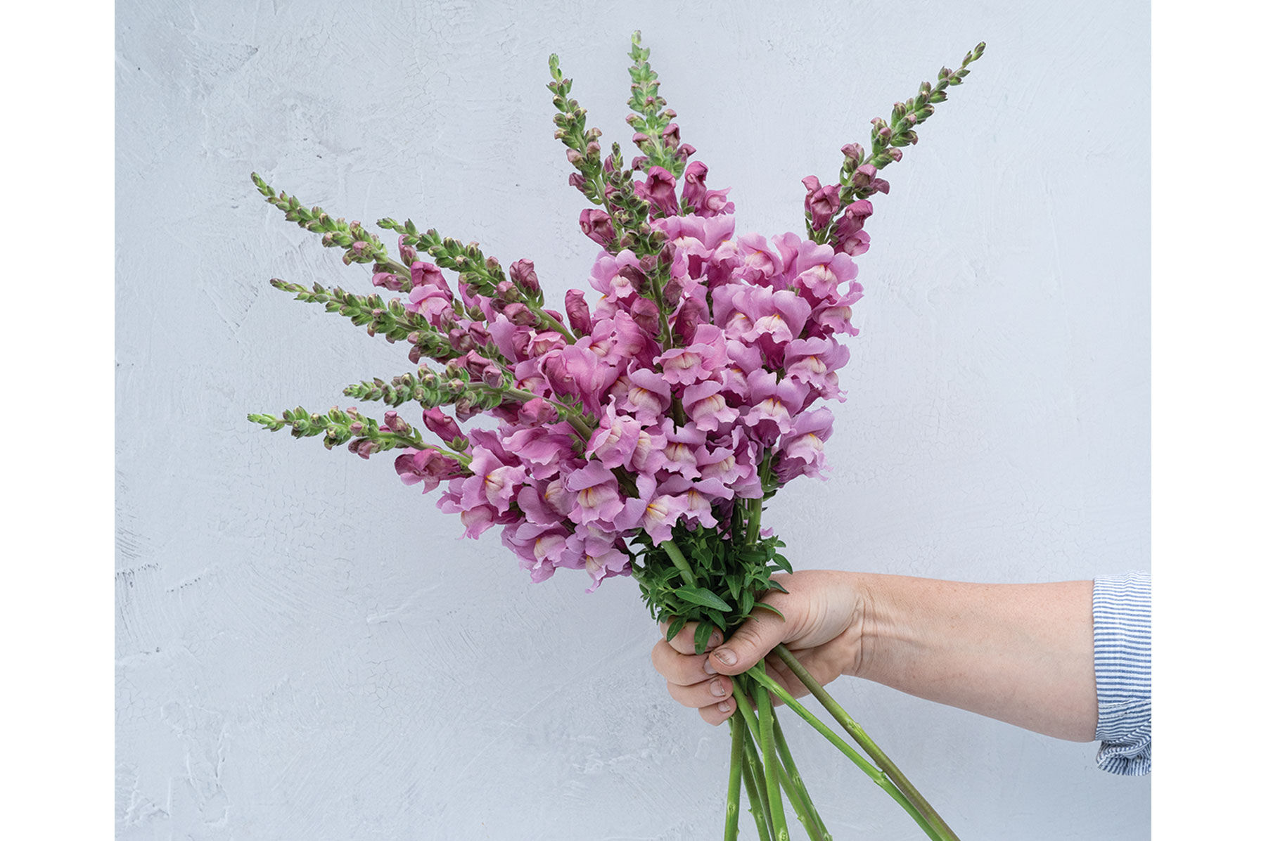 Avignon Lavender II - (F1) Snapdragon Seed | Johnny's Selected Seeds
