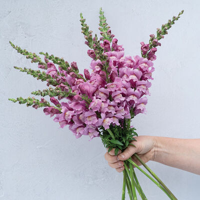 Avignon Lavender II Cool Season (Groups 1–2)