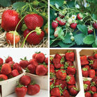 All Season Strawberry Plant Collection Strawberry Bare-Root Plants
