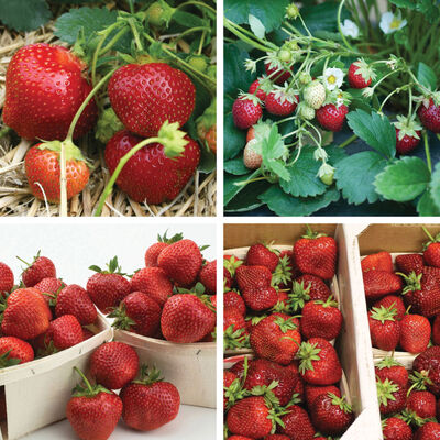 All Season Strawberry Plant Collection Strawberry Bare-Root Plants