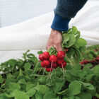 Donato Round Radishes
