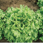 Tropicana Lettuce