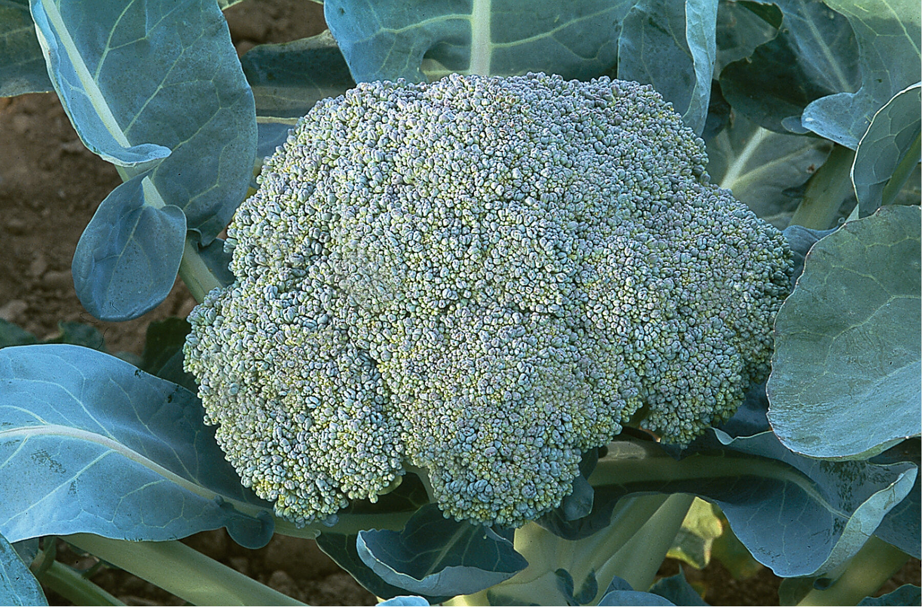 BROCCOLI - ピノピ Amazon.com : Aspabroc F1 Hybrid Brocolli Seeds - Gourmet