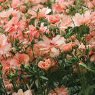 Butterfly™ Eris® Ranunculus
