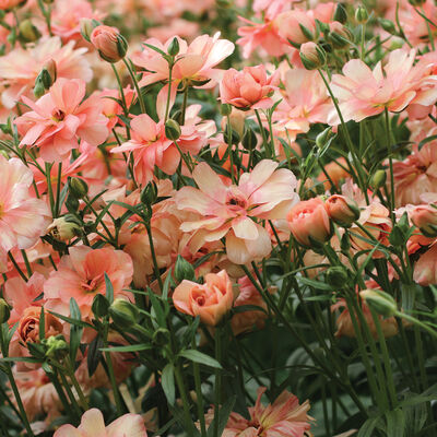Butterfly™ Eris® Ranunculus